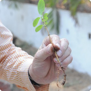 8 The radicle root is destroyed and regrows with a far thinner new root not capable to penetrate dry or rocky soil