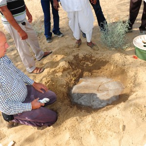 8 The water drains quickly into the soil and compacts the loose sand around the roots of the sapling