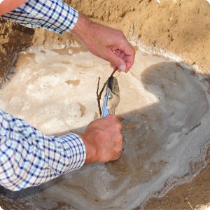 9 The sapling is pruned in order to prevent evaporation through the leaves before he has developed its root system again