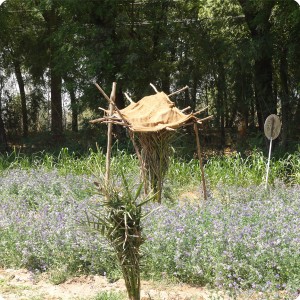 11 When the plants grow bigger they are protected against too much sun