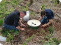 12 Adding soil at the sides to prevent evaporation