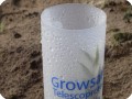 1 Condensation in the morning within the growsafe helps giving water to the plant that grows over 50 faster
