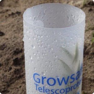 1 Condensation in the morning within the growsafe helps giving water to the plant that grows over 50 faster