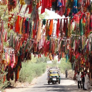 1 On our way to check the date palm plantation near Ahmedabad India