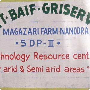 1 RDTT  BAIF  GRISERV agricultural research institute plants a date palm trial near Ahmenabad India