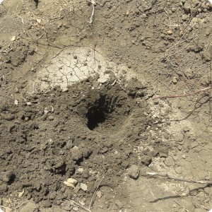 21 Detail of planting hole shows that capillary structure around it may not be disturbed