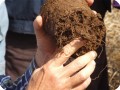 23 Pieter Hoff demonstrates that the primary root is destroyed it grows horizontal caused by the plastic non penetrable bottom of the bag