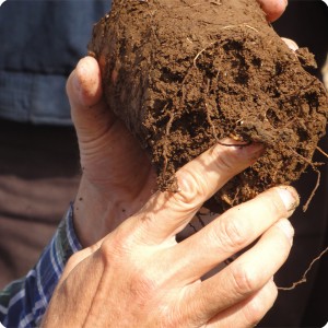 23 Pieter Hoff demonstrates that the primary root is destroyed it grows horizontal caused by the plastic non penetrable bottom of the bag