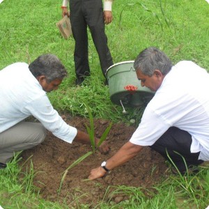 2 The date palms are transplants from tissue culture and planted on 13 September 2011
