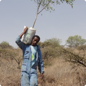 33 Some 3 year old olive trees are planted