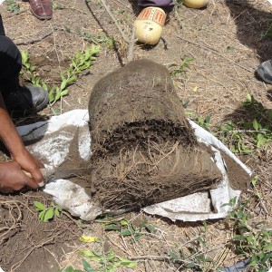 34 The destroyed horizontal growing primary roots are pruned