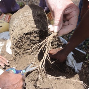 36 Detail of splitted destroyed primary root