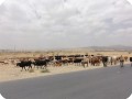 39 Cattle near drought fastered Wukro Ethiopia