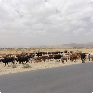 39 Cattle near drought fastered Wukro Ethiopia