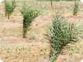 3 Date palms receive normally 10000 liters water in the first year via the traditional flooding way