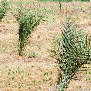 3 Date palms receive normally 10000 liters water in the first year via the traditional flooding way