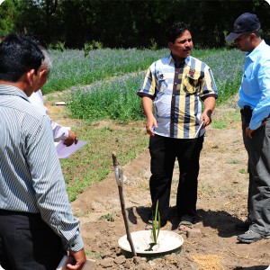 3 We check the growth of the plants they are all alive and well in middle Mr. Kulkarni from BAIF