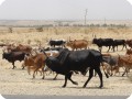 40 Beautiful caracteristic Ethiopian cow