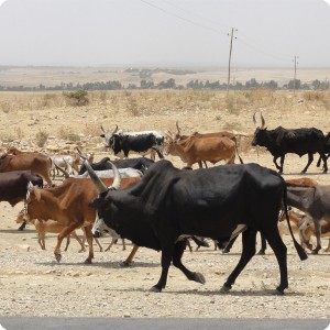 40 Beautiful caracteristic Ethiopian cow