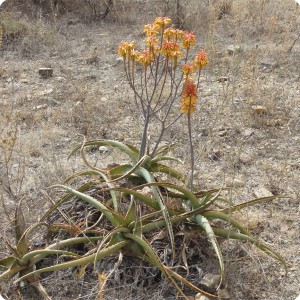 42 The beauty of deserts nature in Wukro Ethiopia