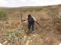 46 Destroying the curse of nature the non native Eucalyptus tree