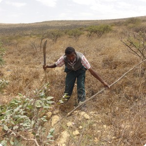 46 Destroying the curse of nature the non native Eucalyptus tree