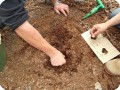 4 Sowing the oak seeds