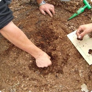 4 Sowing the oak seeds