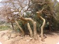 52 Nature art near the carved 16th century Church of Wukro