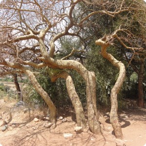 52 Nature art near the carved 16th century Church of Wukro