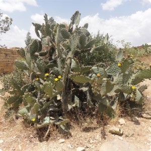 53 Nature has a solution for draught the beauty of cactus