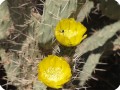 54 Abundant colour and a bee chasing for nectar while pollinating the flower