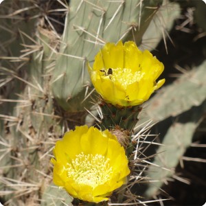 54 Abundant colour and a bee chasing for nectar while pollinating the flower