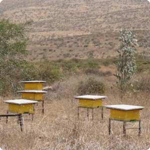 5 Some of the Asira Metira Monastry s beehouses