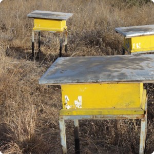 6 Detail of beehouses