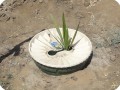 7 Good growth of date palm in Groasis waterboxx