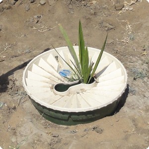 7 Good growth of date palm in Groasis waterboxx