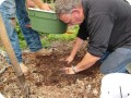 7 Mixing the micchorizae through the soil