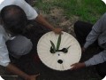 7 The Groasis waterboxx is put over the date palm sapling