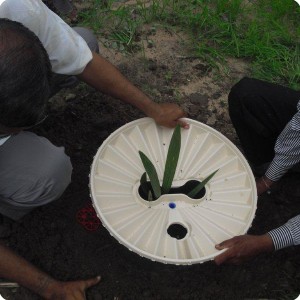 7 The Groasis waterboxx is put over the date palm sapling