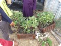 8 We plant one year old grafted Mango trees