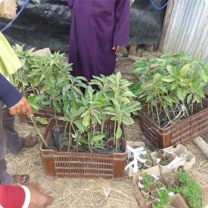 8 We plant one year old grafted Mango trees