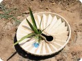 9 Detail of date palm in Groasis waterboxx