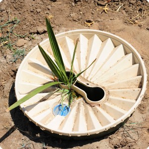 9 Detail of date palm in Groasis waterboxx