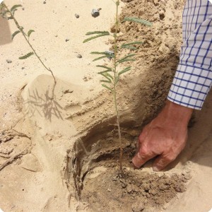 13 Detail of humid soil in Dubai bbelow the Groasis waterboxx