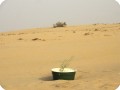 21 Two wild camels are eating from a Ghaf tree