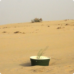 21 Two wild camels are eating from a Ghaf tree