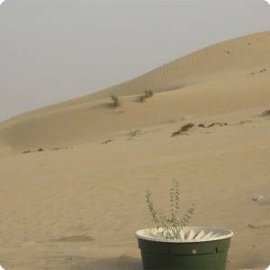 24 Good growth of the Ghaf tree  Prosopis cineraria  with the Groasis waterboxx in Dubai