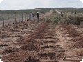 15 20180917    Preparation of planting various tree species eg  Schinus Polygamus  Eleangnus angustifolia  Eucalyptus spp  Ulmus pumila and Robinia pseudoacacia