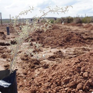 16 20180917   This is a native Zampa  Atriplex spp 